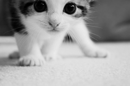 animal