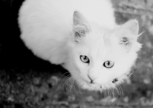 animal