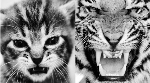 animal