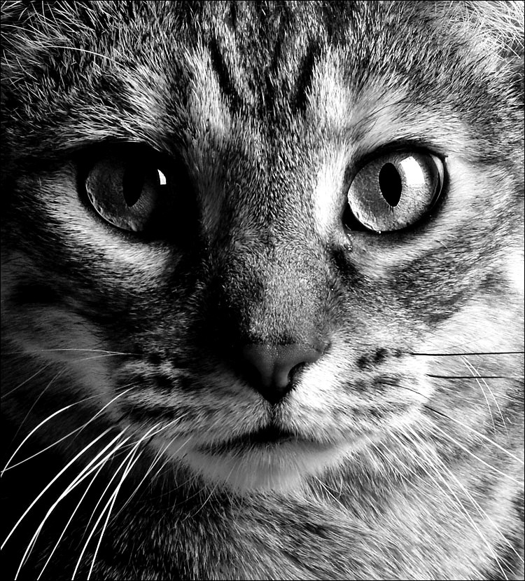 animal