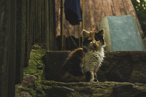 animal