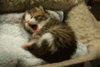 A Random Cat