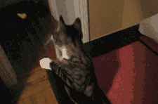 animal
