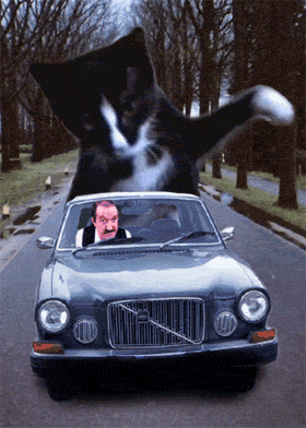 animal
