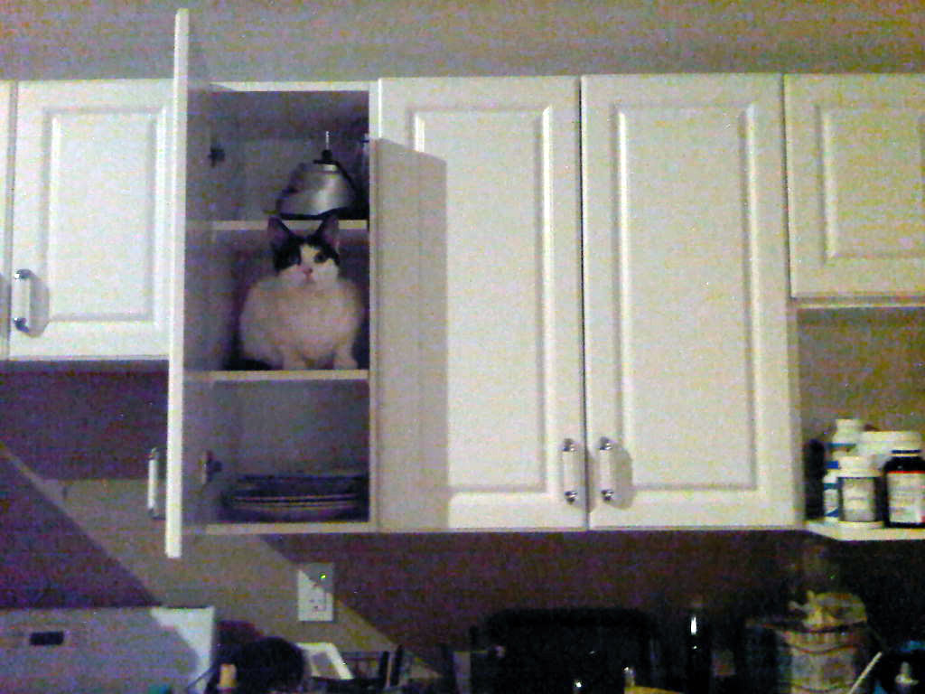 A Random Cat