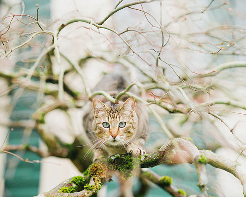 animal