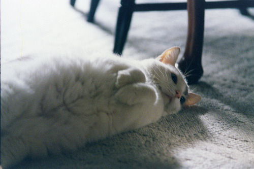 animal