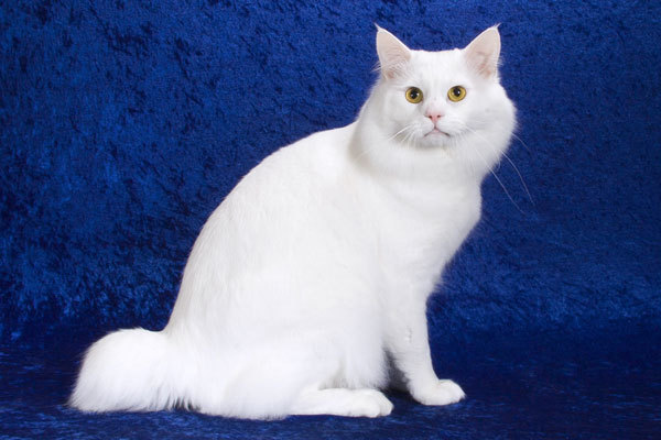 animal