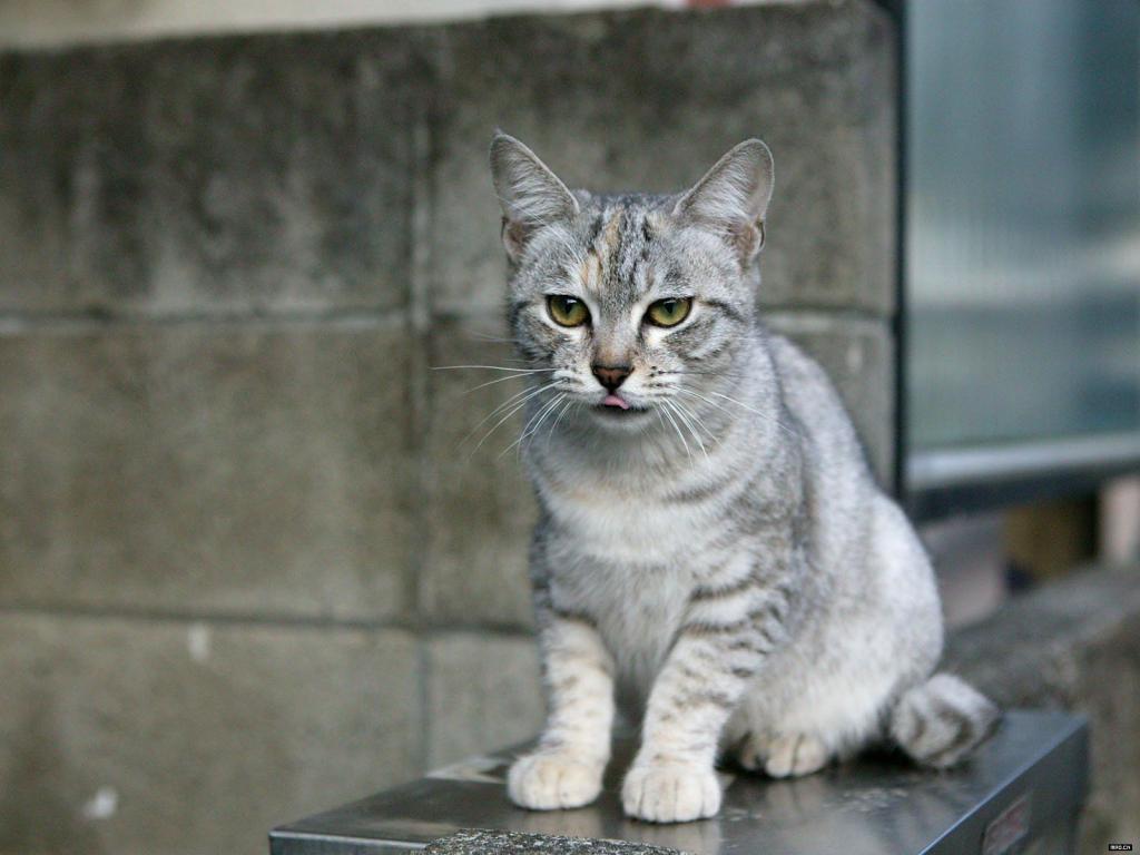 animal