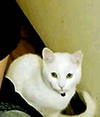 animal
