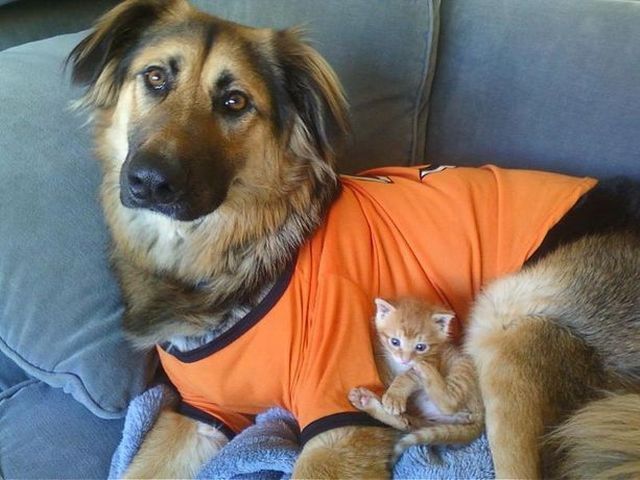猫影像 1