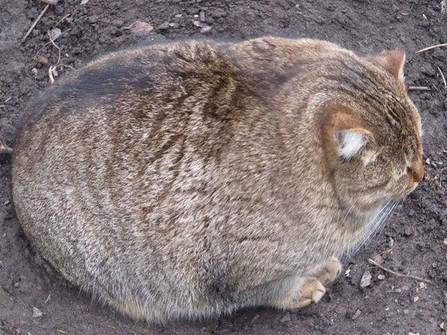 animal