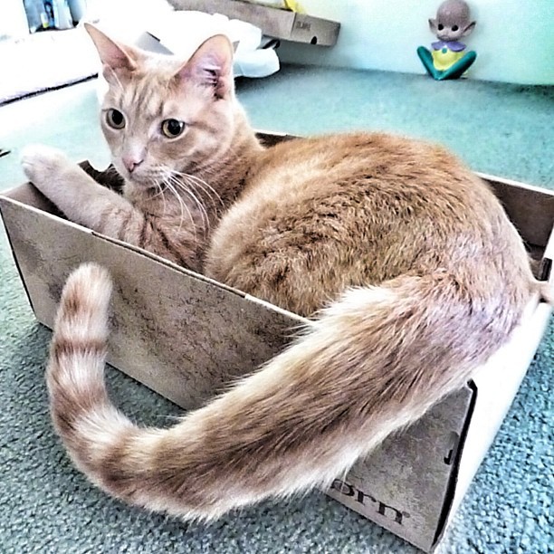A Random Cat
