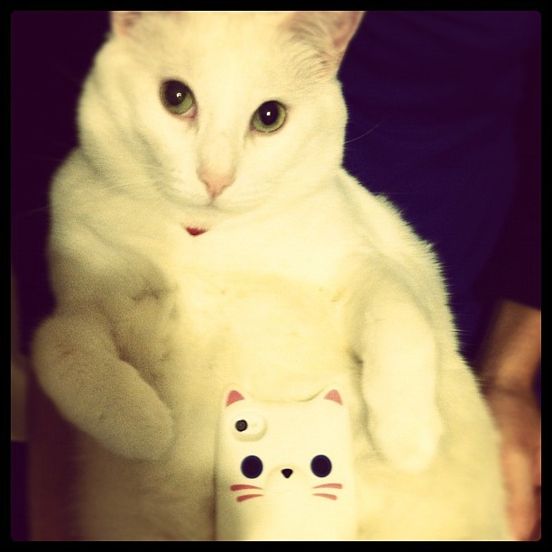 animal