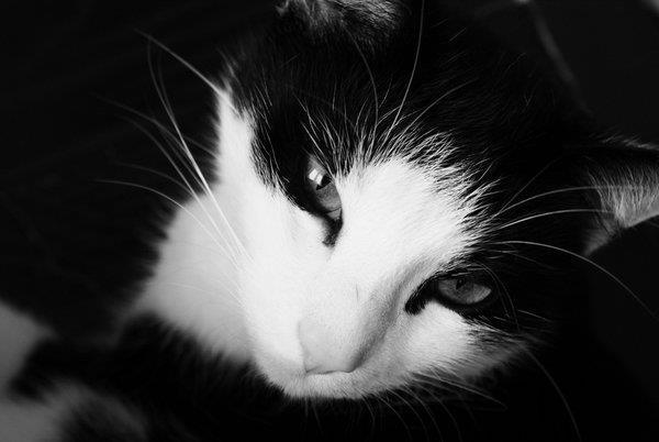 animal