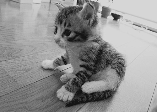 A Random Cat