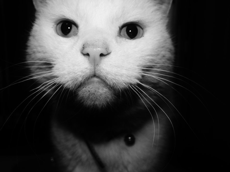 animal