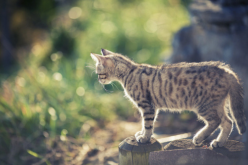 animal