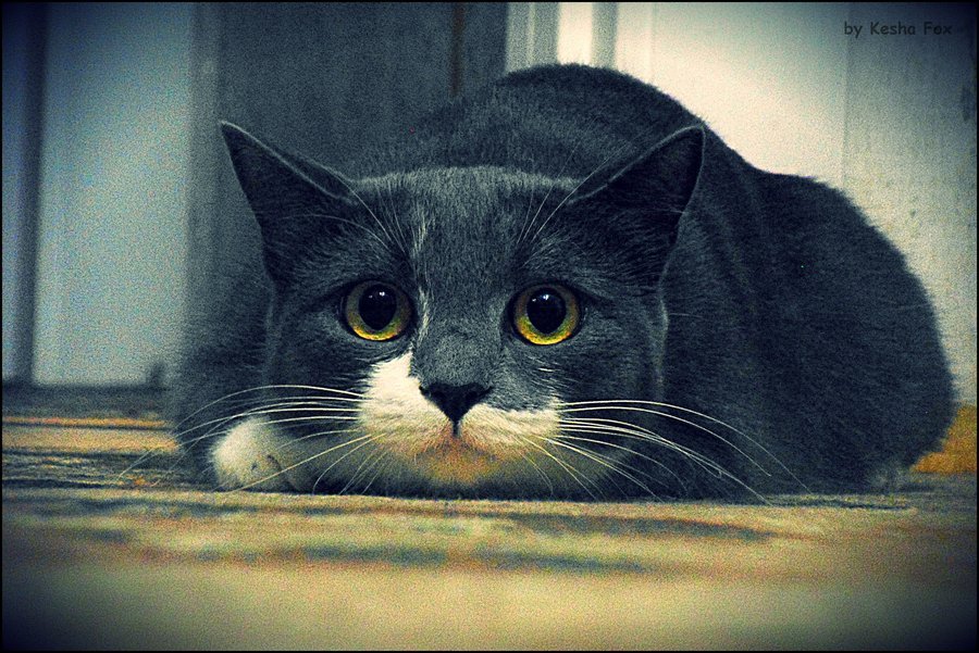 animal