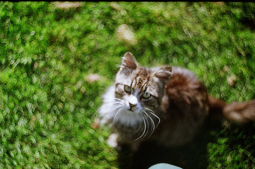 animal