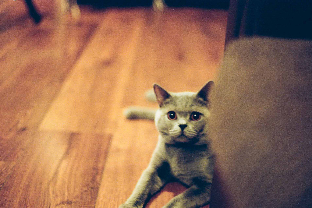 animal