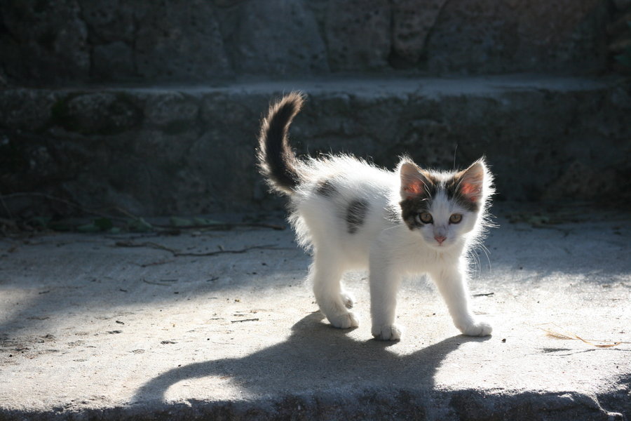 animal