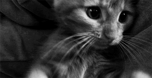 animal