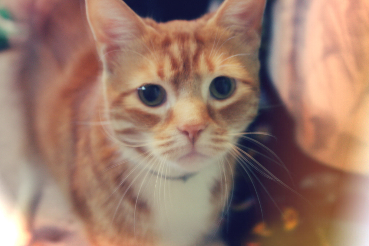 animal