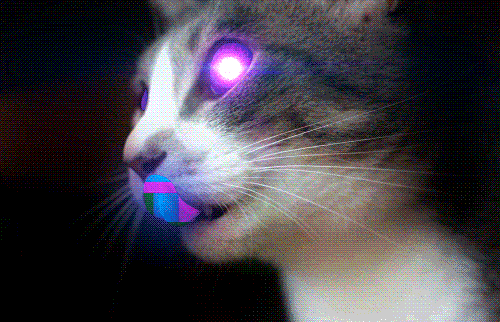 animal