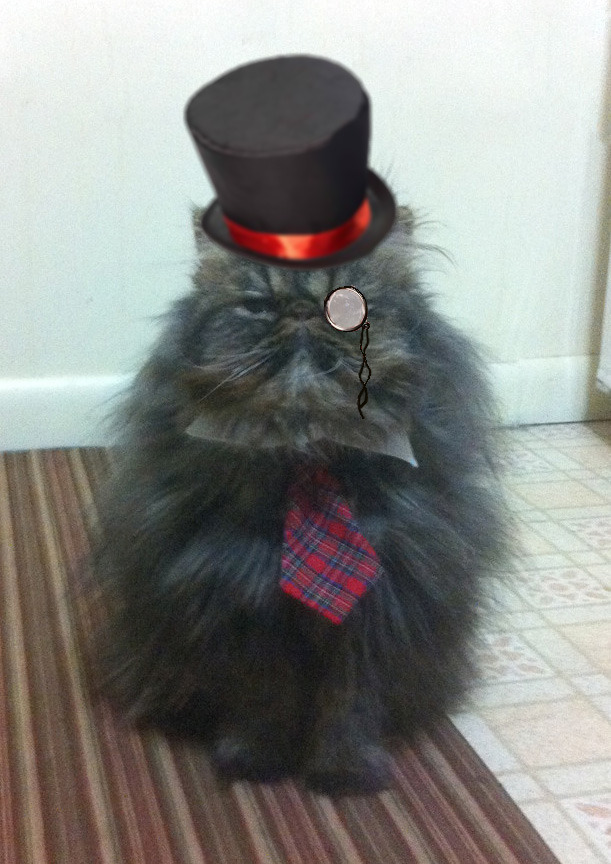 Resident Cat
