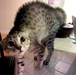 A Random Cat
