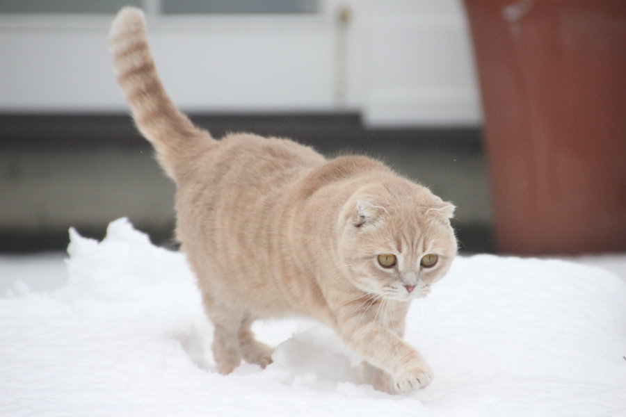 animal