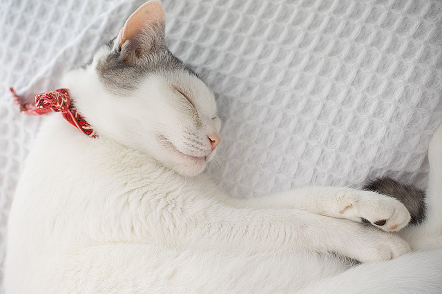 animal
