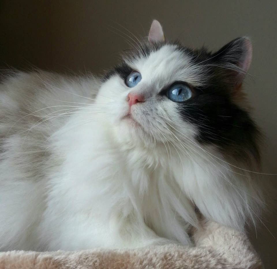 A Random Cat