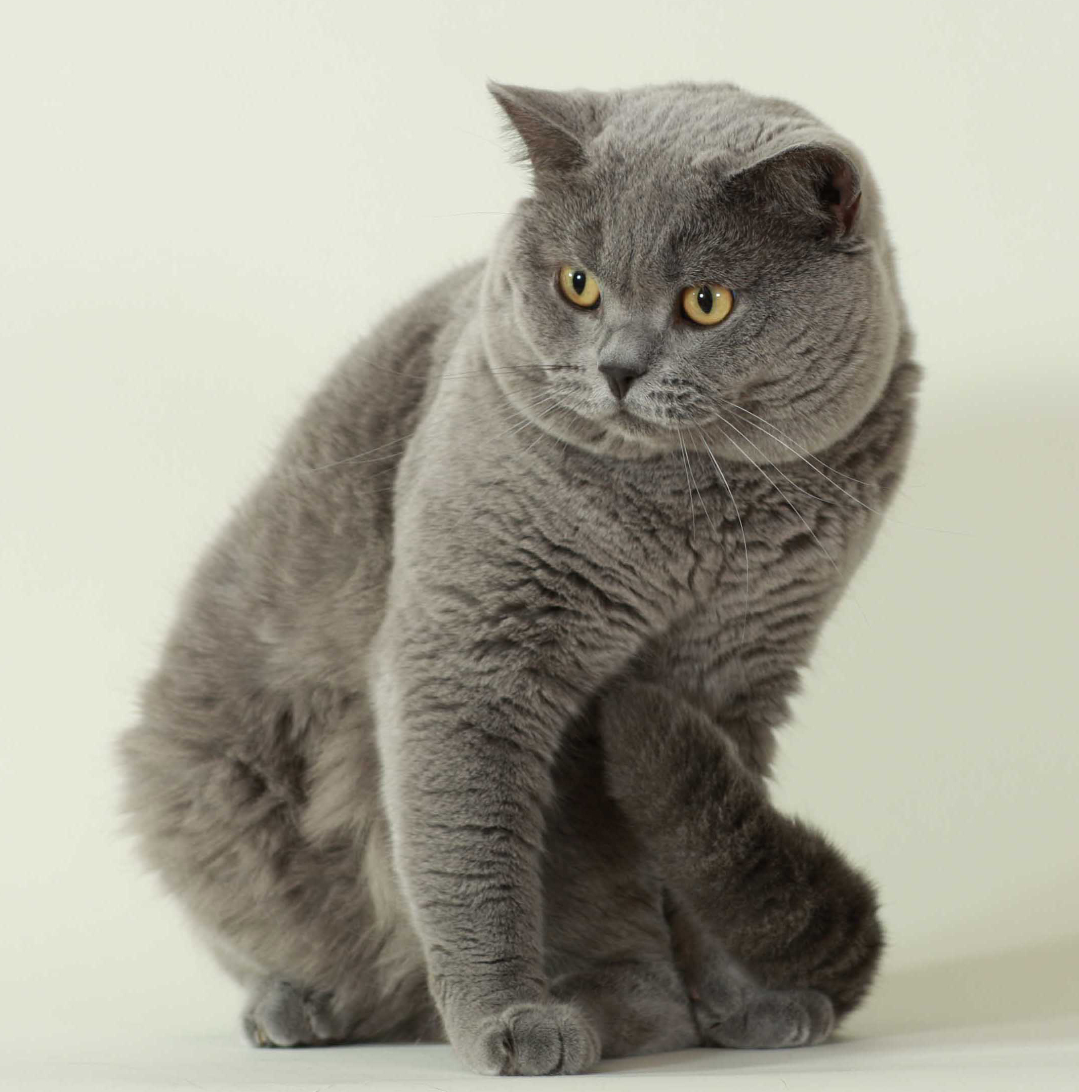 animal