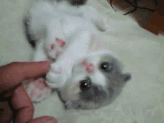 animal