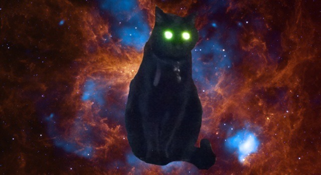 animal