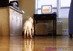 animal