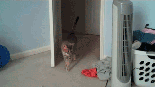 animal