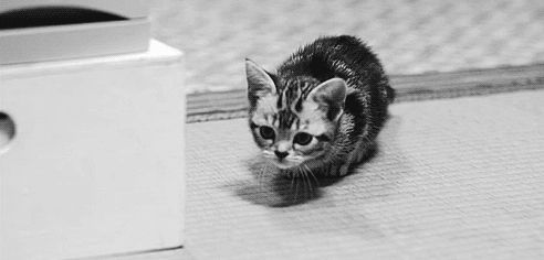 animal