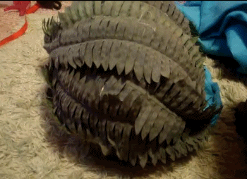 animal