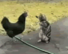 animal