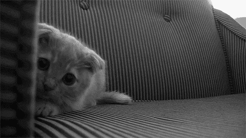 animal