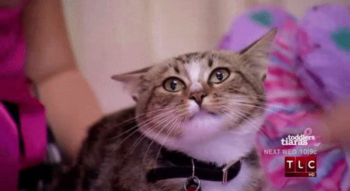 A Random Cat
