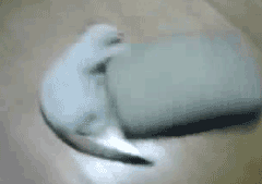 animal