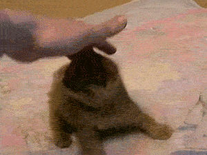 A Random Cat