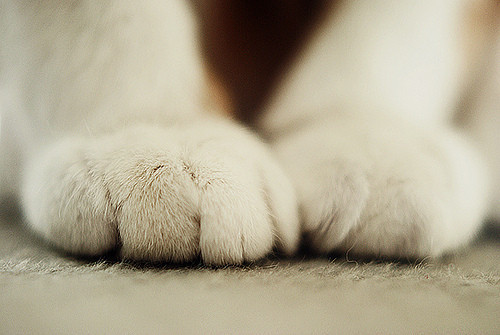 animal