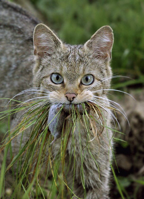 animal