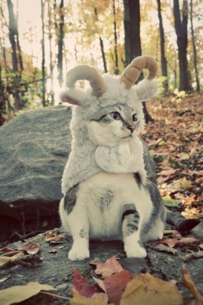 animal