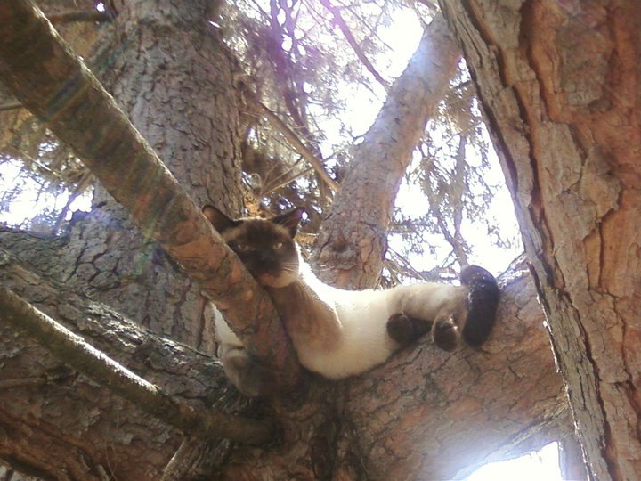 animal